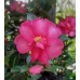 Camellia Hiryu x 1 Plants Sun Tolerant Single Deep Pink Red Flowering Garden Shrubs/Small Trees Shade Kanjiro hiemalis sasanqua